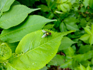 Lucilia caesar on a green background. Juicy greens. Fall concept.