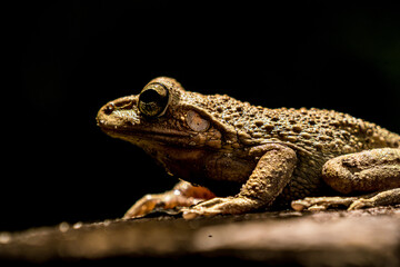 The columbian tree frog in hunt for fly's in the darkness of night. 