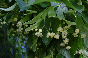 Linden tree blooming