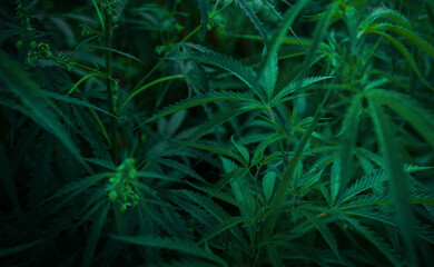  marijuana  background. bush cannabis.