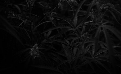  marijuana black background. bush cannabis.