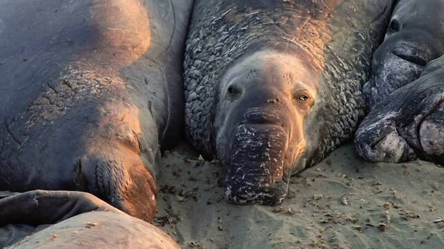 Californian elephant seals sleeping at Big Sur in Point Piedras Blancas, San Simeon, California, United States. Northern elephant seals: Cystophora proboscidea species.