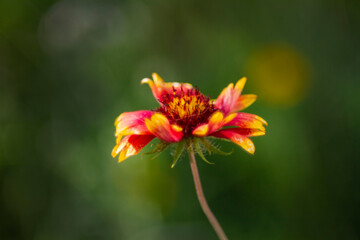 Antique look photo of Beautiful Gaillardia flower growing in a garden with blurred bokeh background