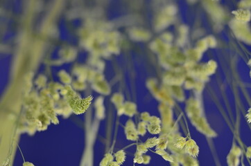 Seasonal Floral, plant background. Summer flower.