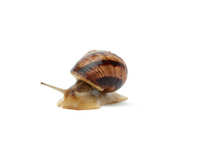 brown snail isolated on white background