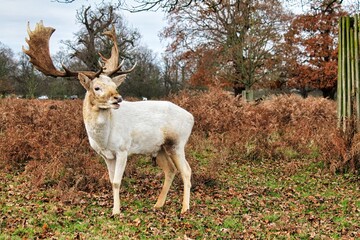 Deer in a London park