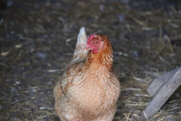 A la ferme ! 