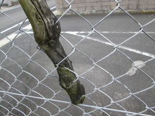 金網と融合した木