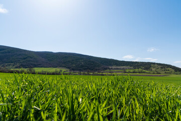 Fototapeta na wymiar Close-up wheat field and mountain landscape in spring