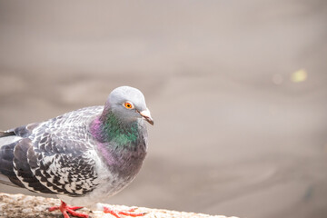 Rock dove or common pigeon or feral pigeon Close up of the head UK.