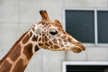 [動物]アミメキリン © 宏樹 林