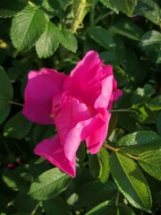 The Bud of rose hips on a green background with leaves sunny June