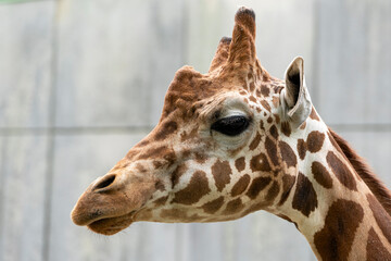 [動物]アミメキリン