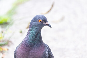 Rock dove or common pigeon or feral pigeon Close up of the head UK.