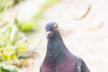 Rock dove or common pigeon or feral pigeon Close up of the head UK.
