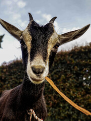 
portrait of black baby goat with white looking at camera