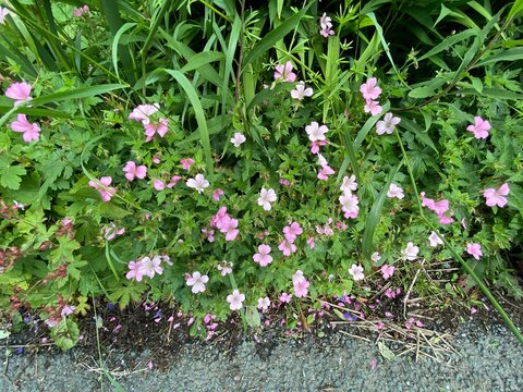 Wild pink flowers, on the roadside near, Wycoller, Colne, UK