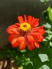 Flowers, colors and love for nature.