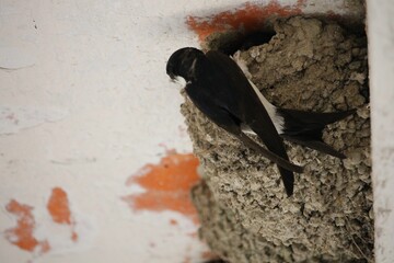 Hirondelles © tatonne21