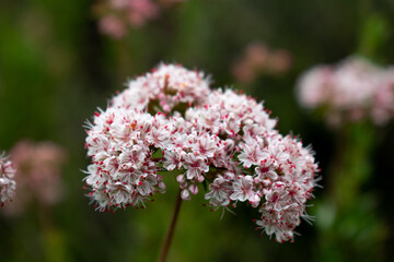white flowers in the mountains