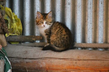 Entre chats