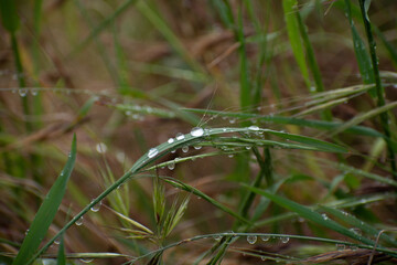 dew on grass