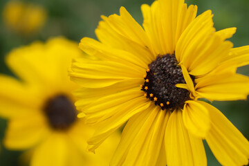 yellow flower on a green background