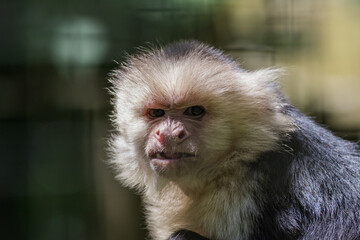 Capuchin Monkey (Cebus imitator) closeup scrunching nose snarl making funny face copy space