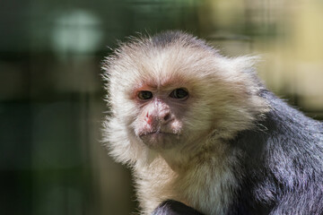 Capuchin Monkey (Cebus imitator) closeup scrunching nose making funny face copy space