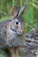 Naklejka na ściany i meble Eastern Cottontail Rabbit (Sylvilagus floridanus) closeup in soft morning light portrait