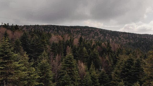 Flying between green spruce trees in Uludag, Turkey. Dense forest in mountains, drone footage 
