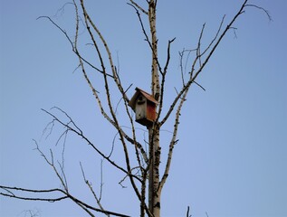 Composition in the evening natural light. Wooden birdhouse on a bare tree without leaves against a blue sky