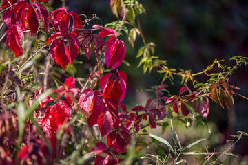 Red wild grapes flowers in a meadow in nature