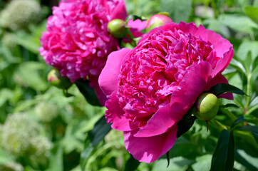 beautiful bright carmine peonies in the garden