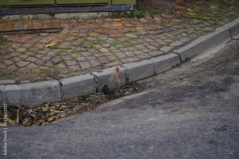 Wall mural Chicken roaming the streets