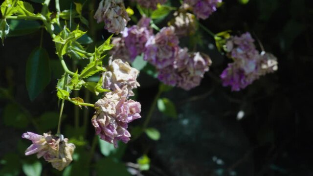 lilac flower with green background