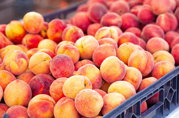 Fresh Yellow Summer Peaches at an Outdoor Market