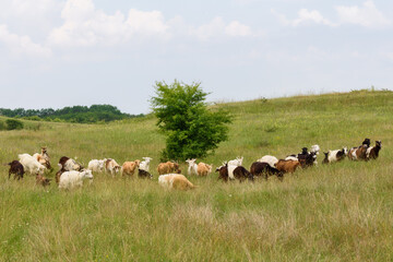 Naklejka na ściany i meble Group of sheep in nature landscape