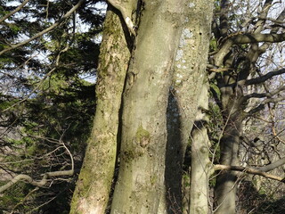 Pnie drzew © TK_Office