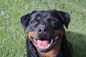 portrait of a black dog