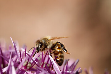 wildbiene auf einer lila blüte - allium