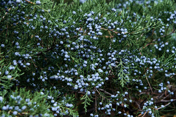 nature and healthy food concept - close up of a juniper bush with berries