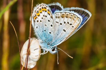 a blue butterfly on a snail's nest