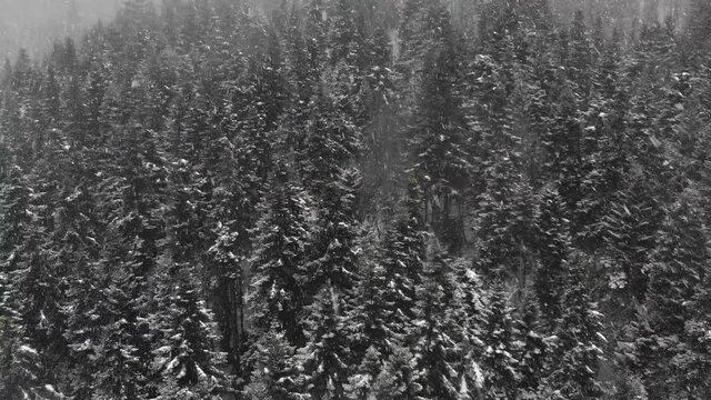 Snow-covered trees from the top. Abant national park, Bolu Region. Beautiful natural landscape in winter time. Snowy weather. 