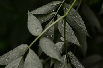leaves in snow