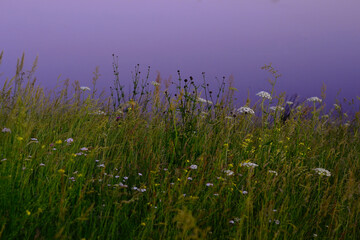 Obraz premium grass in the wind