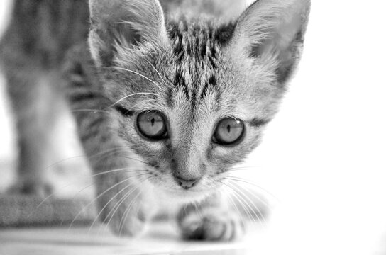Portrait of a sneaking tabby kitten 