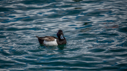Duck in water. One male tufted duck (Aythya fuligula) in lake Geneva in Switzerland.

