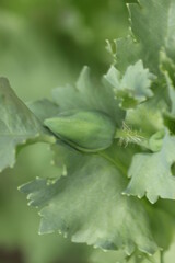 zielona  roślina  maku  w  ogrodzie