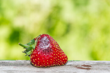 Rotten, moldy strawberry berry. Concept - Improper storage, reduction of food waste